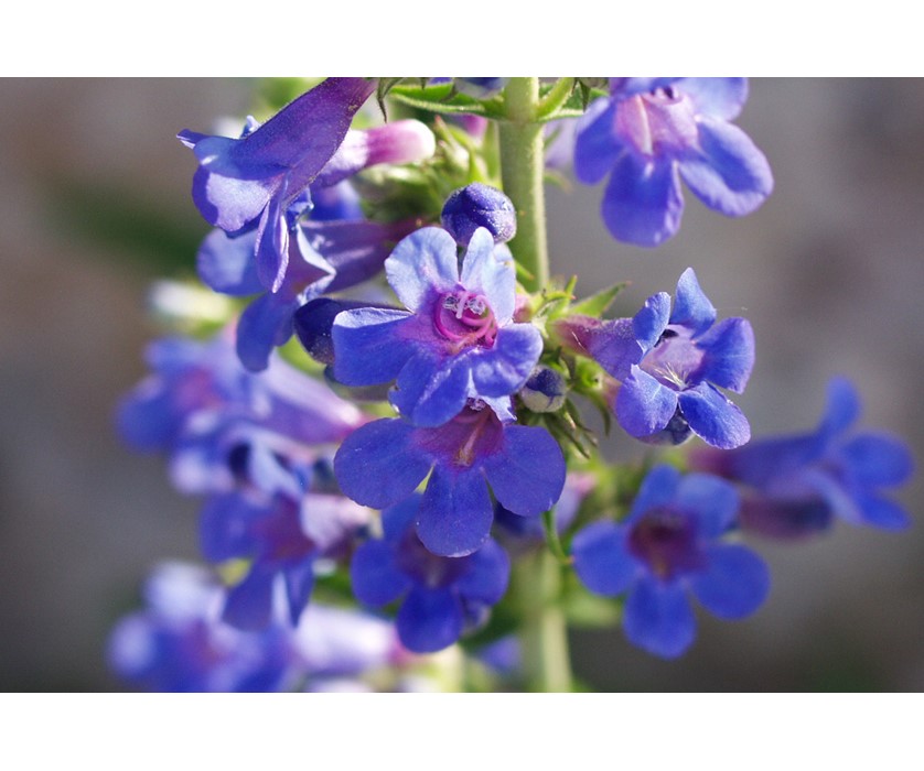 Grand Mesa Beardtongue